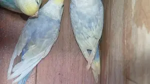Spangel Rainbow Love Birds