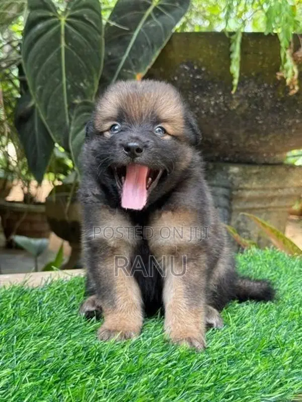Lion Pomeranian