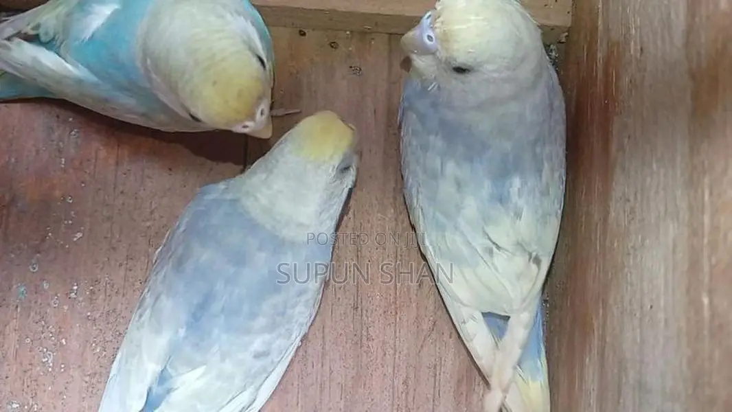 Spangel Rainbow Love Birds