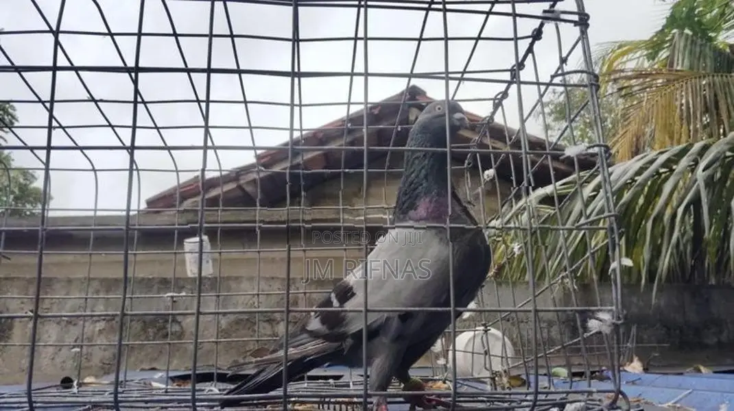 pigeon