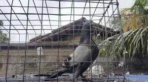 pigeon