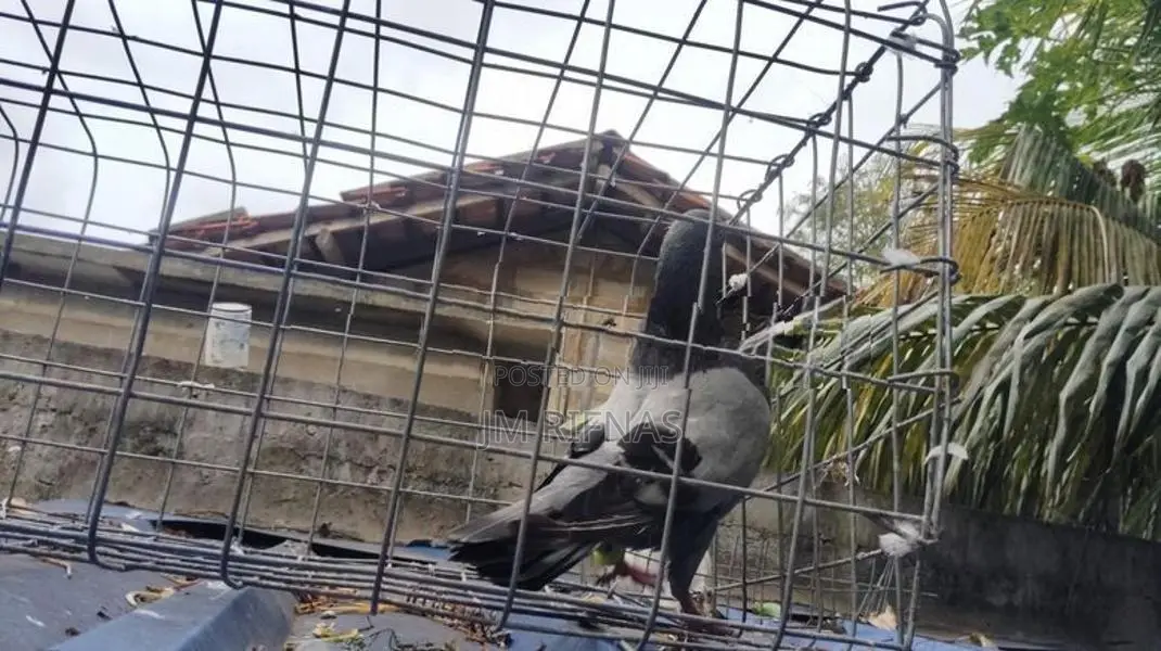 pigeon