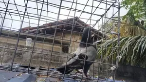 pigeon