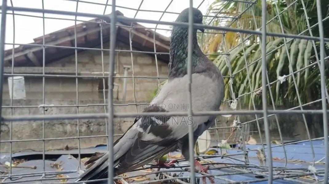 pigeon