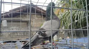 pigeon