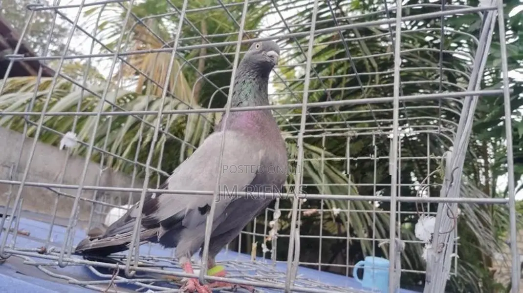 pigeon