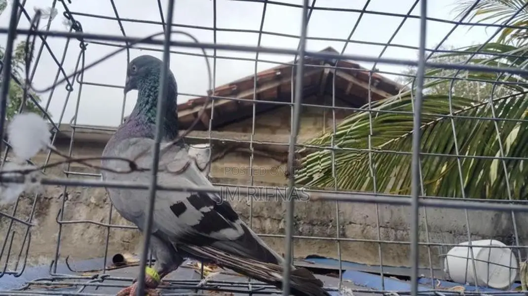 pigeon