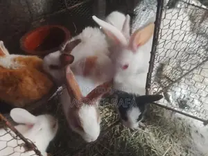 35 நாட்கள் கொண்ட நாட்டு முயல் குட்டிகள்