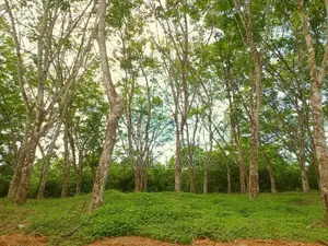 අහංගම සංචාරක කලාපයට ආසන්නව