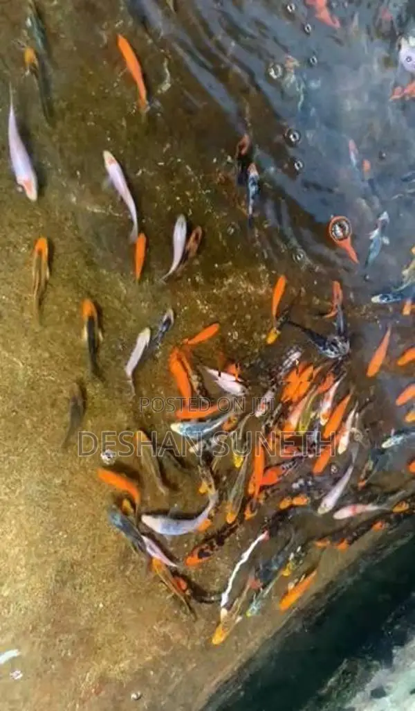 Carf Fish