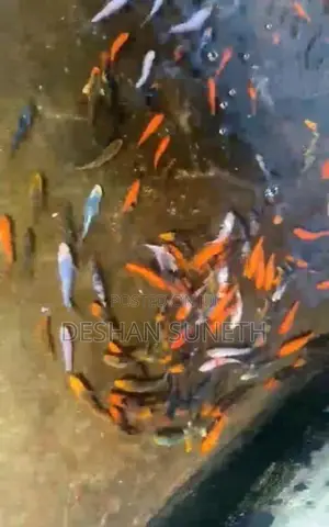 Carf Fish