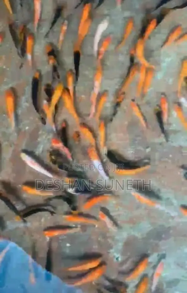 Carf Fish