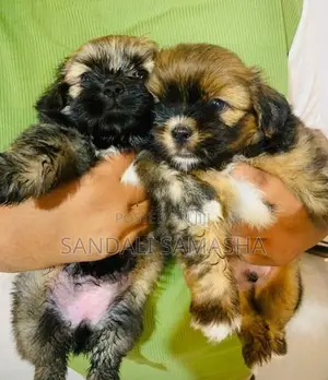 Shih Tzu Puppies