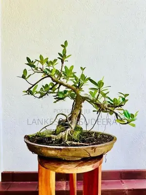 Bonsai Tree