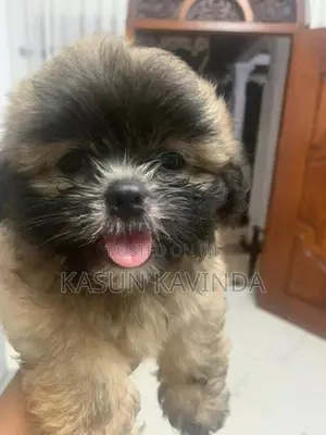 Shih Tzu Puppies