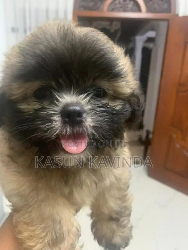 Shih Tzu Puppies