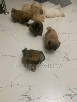 Shih Tzu Puppies