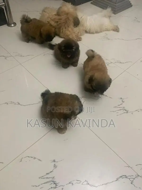Shih Tzu Puppies
