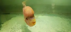 Flower Horn