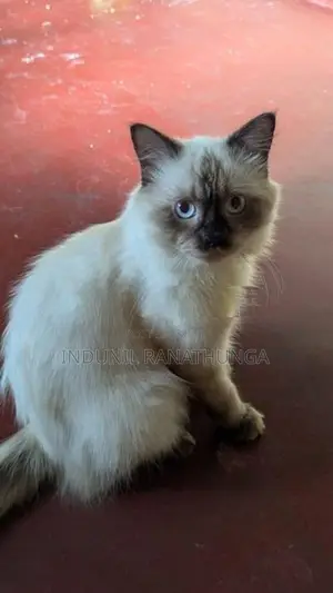 Persian Cats