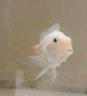 Polar Parret Fish