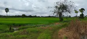 කහටගස්දිගිලියෙන් කාමර 3ක නිවස සමඟ කුඹුරු ඉඩම විකිණීමට