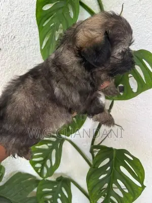 Shih Tzu Puppies