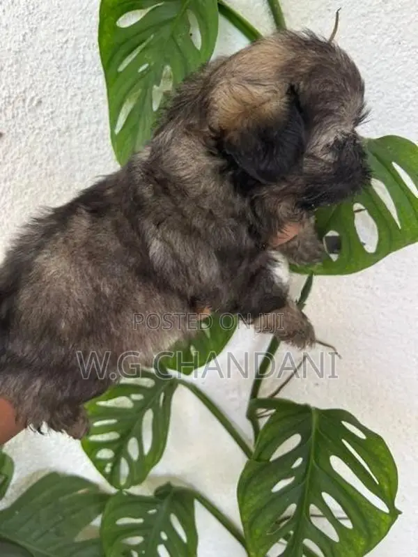 Shih Tzu Puppies