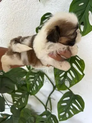 Shih Tzu Puppies
