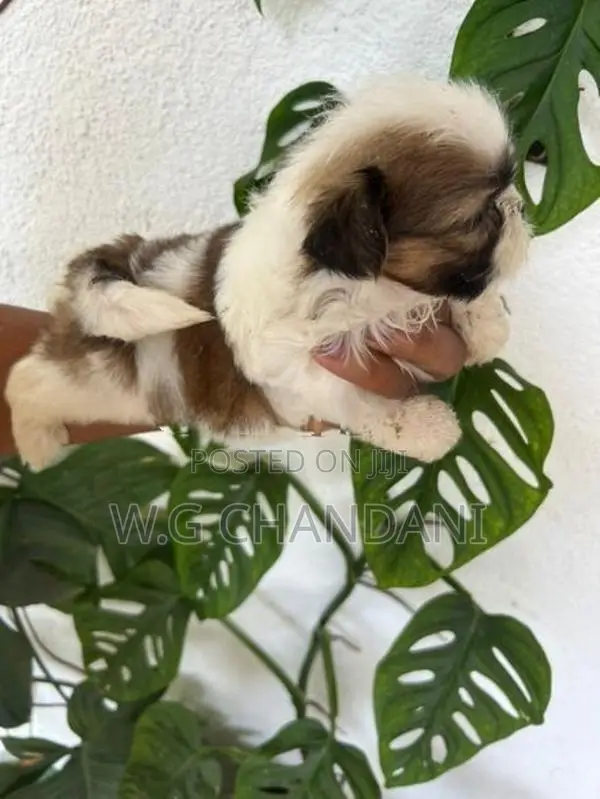 Shih Tzu Puppies