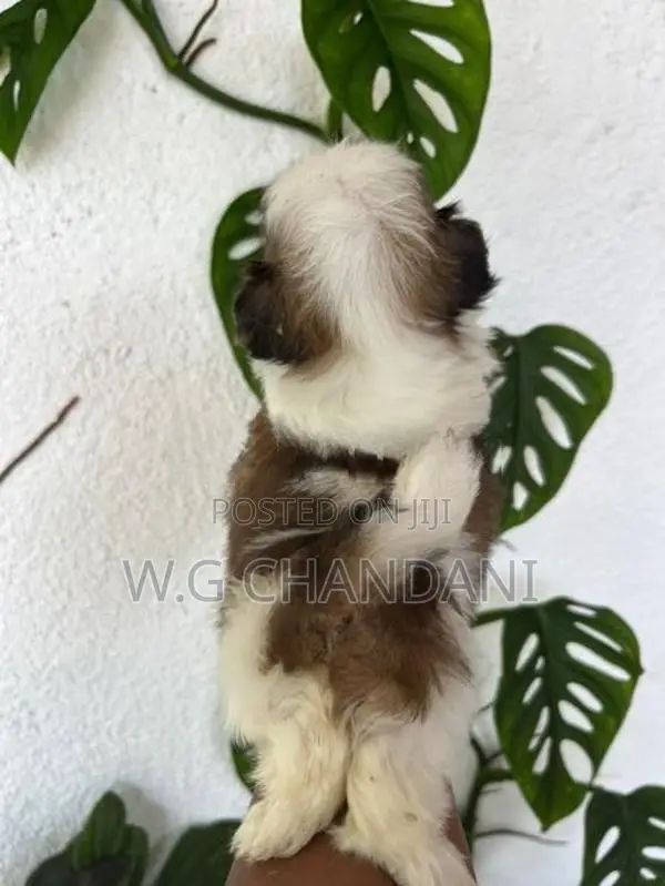 Shih Tzu Puppies