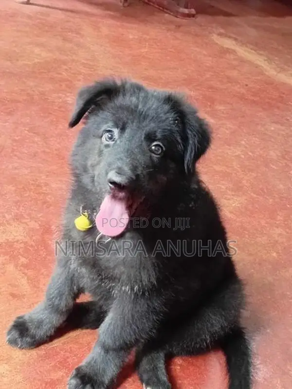 German Shepherd