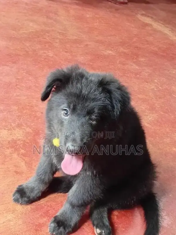 German Shepherd
