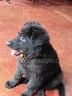 German Shepherd