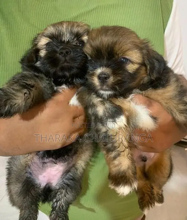Shih Tzu Puppies