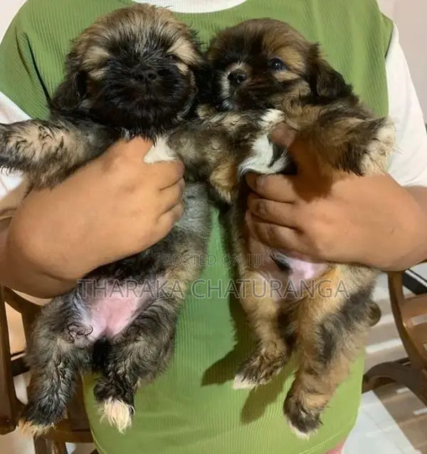 Shih Tzu Puppies