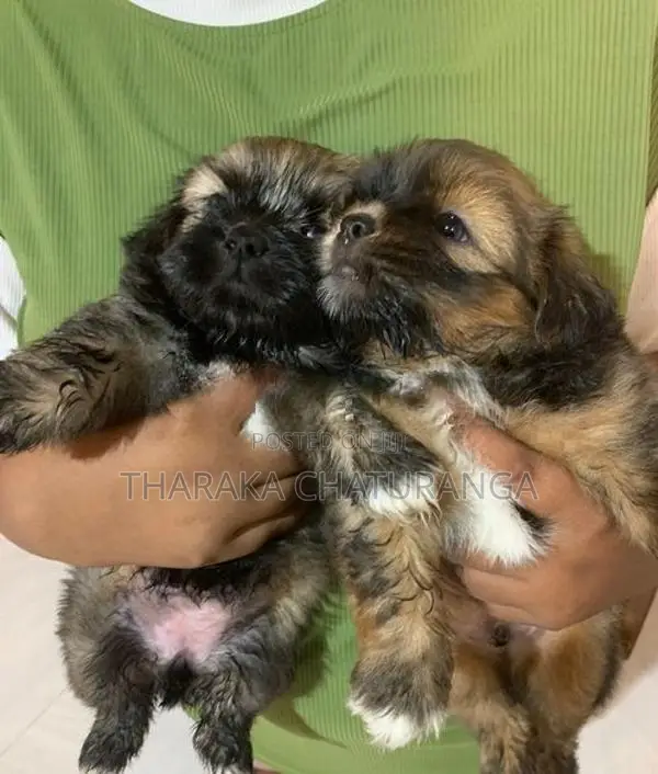Shih Tzu Puppies