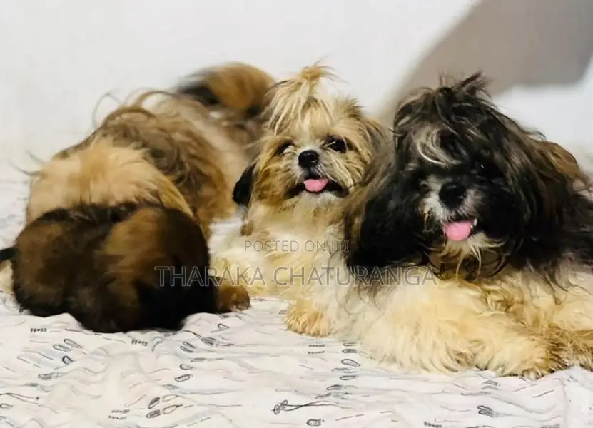 Shih Tzu Puppies