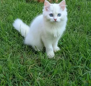 Persiyan Cat