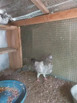 Timing pigeon
