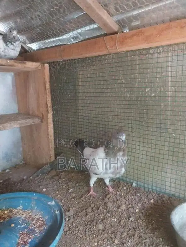 Timing pigeon