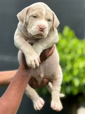 American Bully XL Puppies