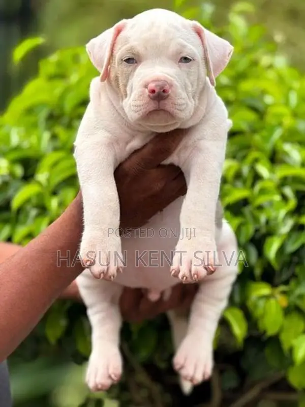 American Bully XL Puppies
