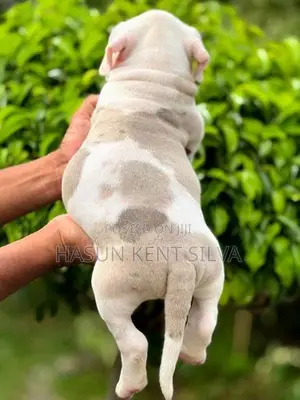 American Bully XL Puppies