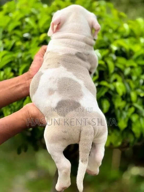 American Bully XL Puppies