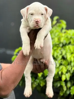 American Bully XL Puppies