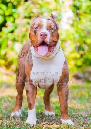American Bully XL Puppies