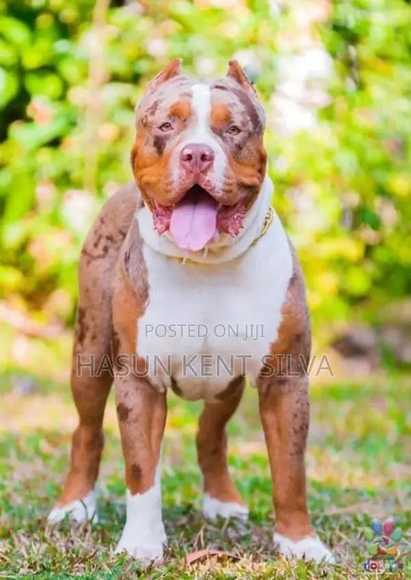 American Bully XL Puppies