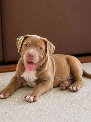 American Bully puppies XL