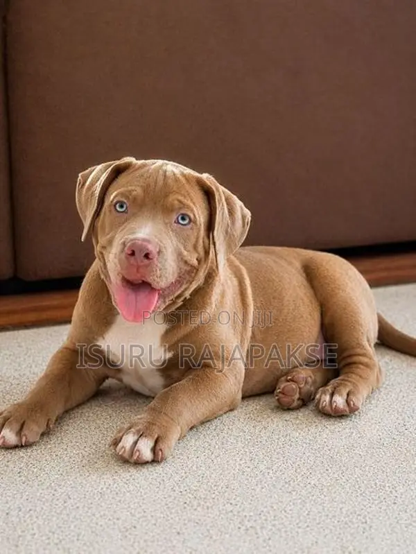 American Bully puppies XL